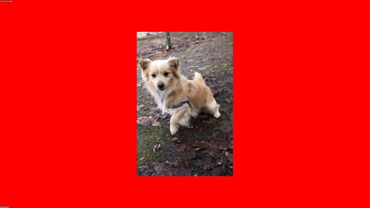 Deer Head vs Apple Head Chihuahua: Key Differences inline image 2 with a Chihuahua