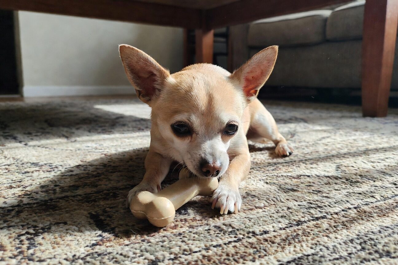 Chihuahua chewing on a dental chew toy for teeth cleaning