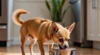 your-chihuahua-is-not-a-fussy-eater-you-just-trained-them-to-be-one