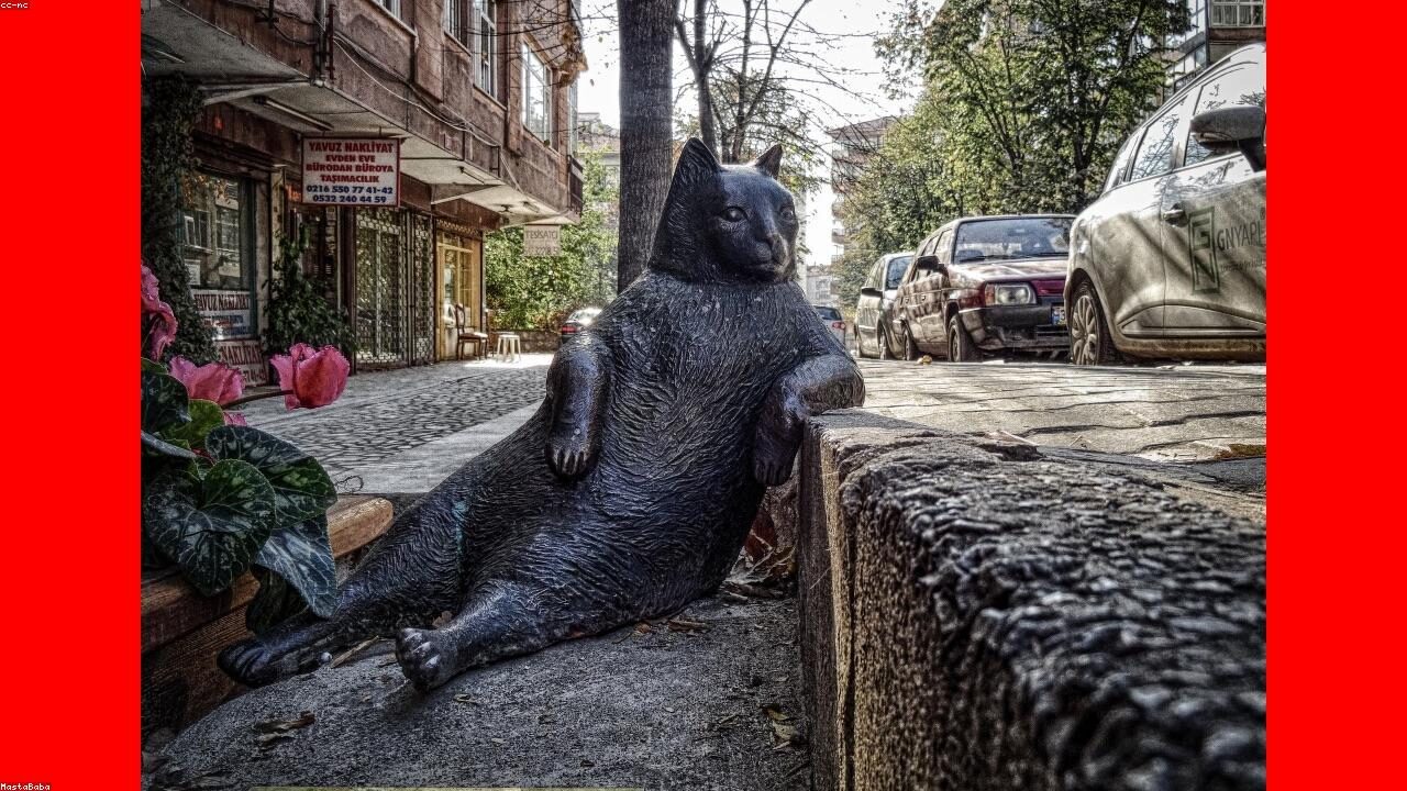 Flying With Chihuahua: New Rules That Make It Harder inline image 2 with a Chihuahua