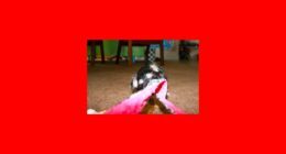 Fostering Chihuahuas: How to Get Started and What to Expect featured image with a Chihuahua