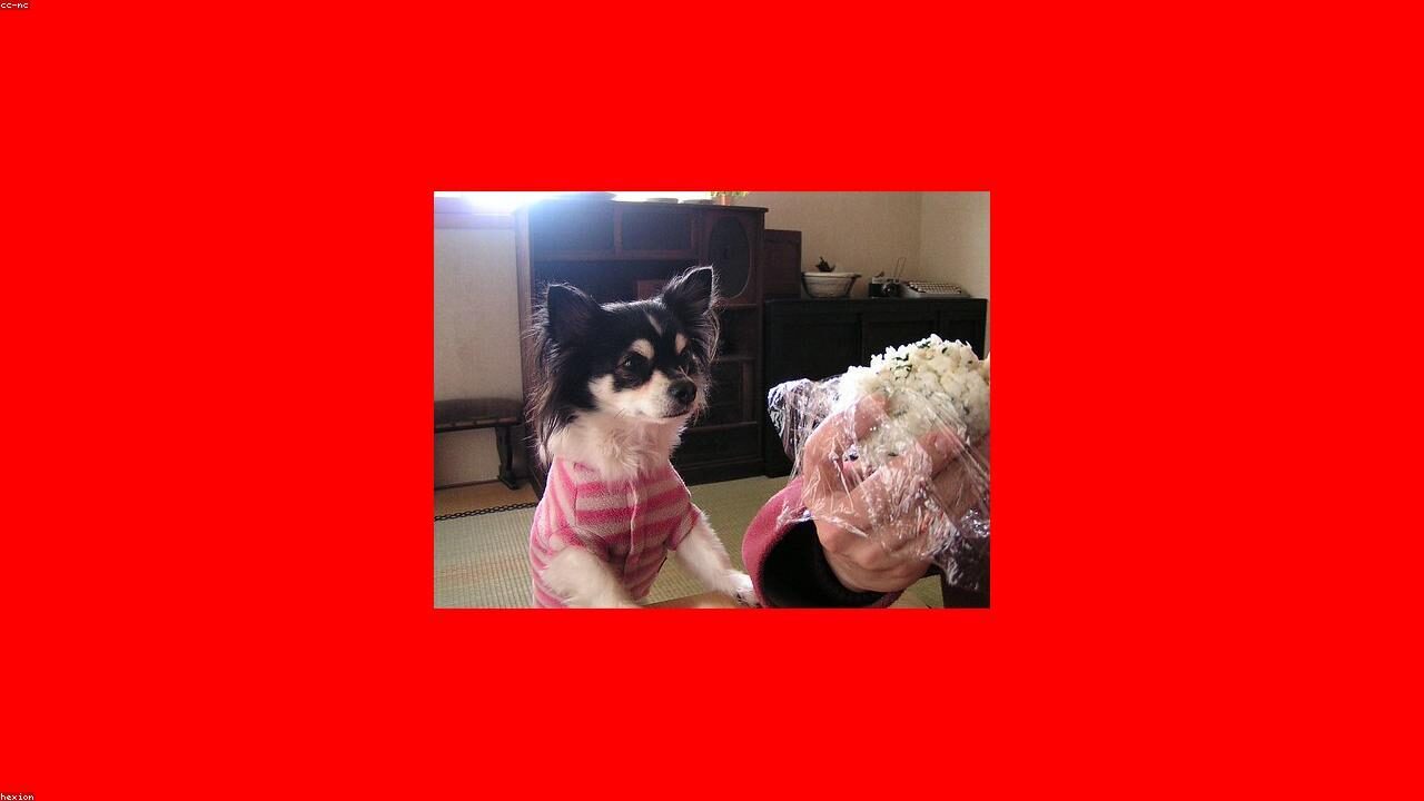 Fostering Chihuahuas: How to Get Started and What to Expect inline image 1 with a Chihuahua