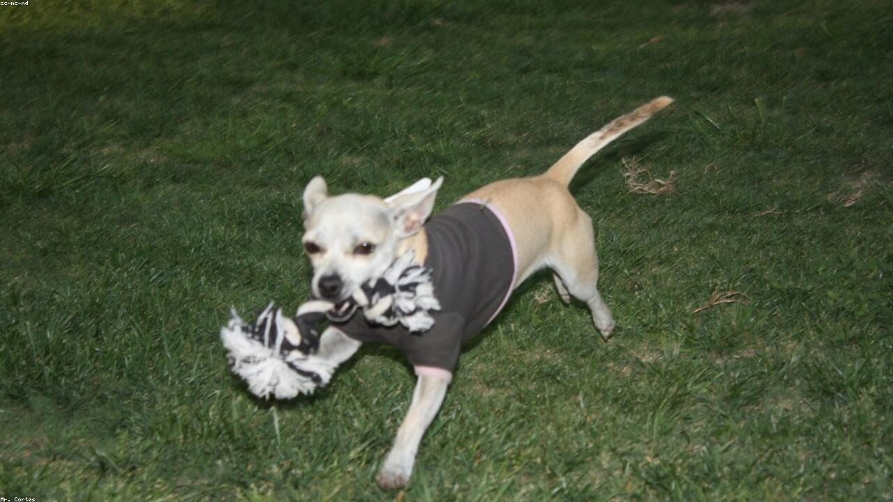 Funny Chihuahua Behavior That Only Owners Understand inline image 1 with a Chihuahua