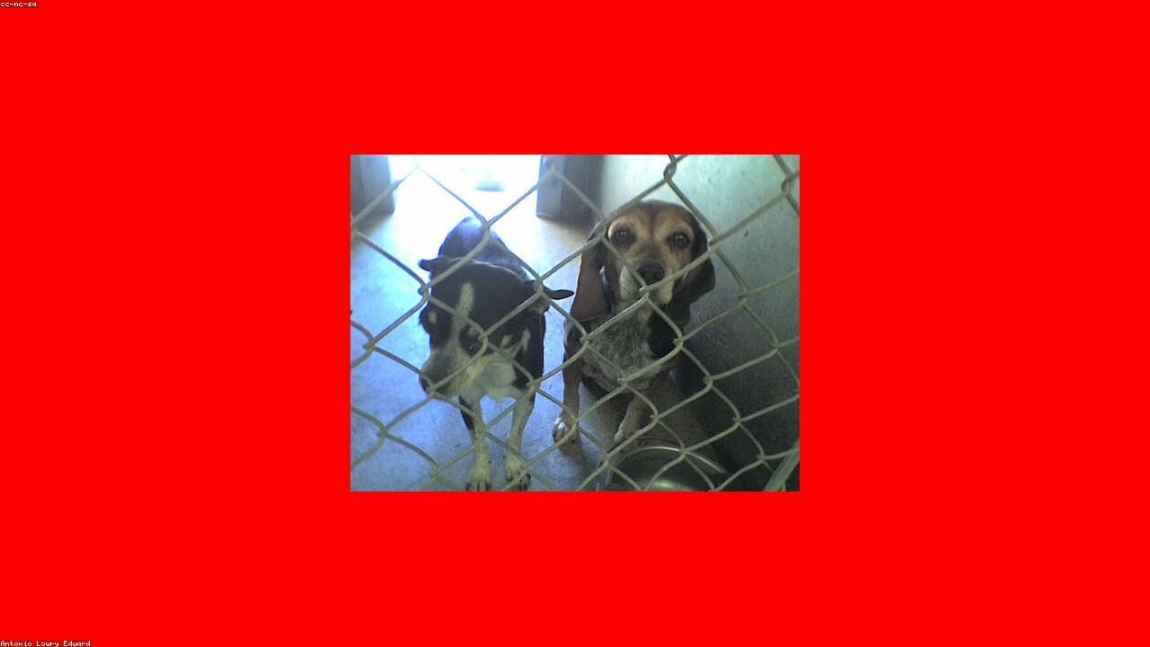 How One Chihuahua therapy dog Changed an Entire Nursing Home inline image 2 with a Chihuahua