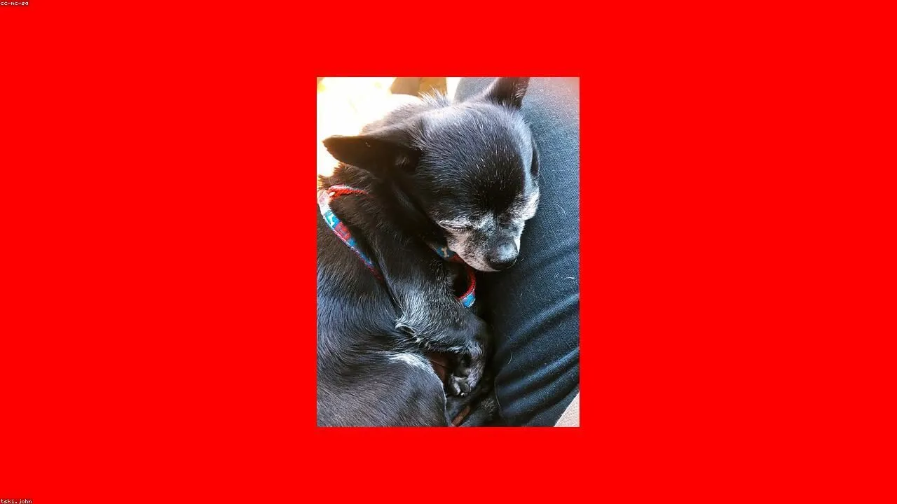 How to Potty Train a Chihuahua featured image with a Chihuahua