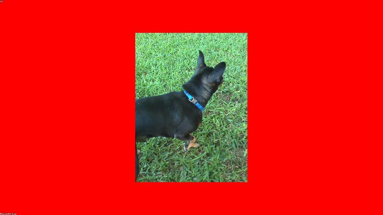 How to Potty Train a Chihuahua inline image 1 with a Chihuahua