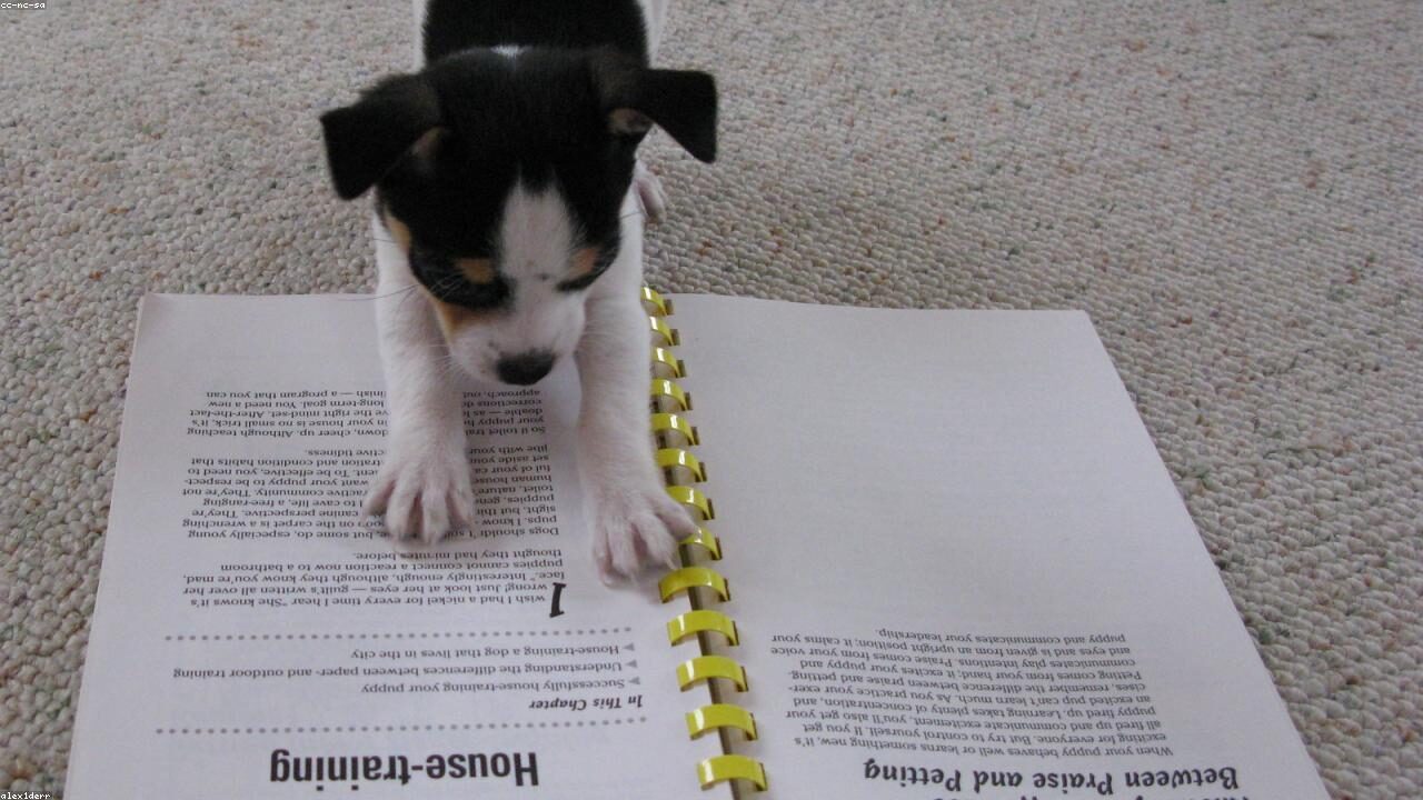 How to Potty Train a Chihuahua inline image 2 with a Chihuahua