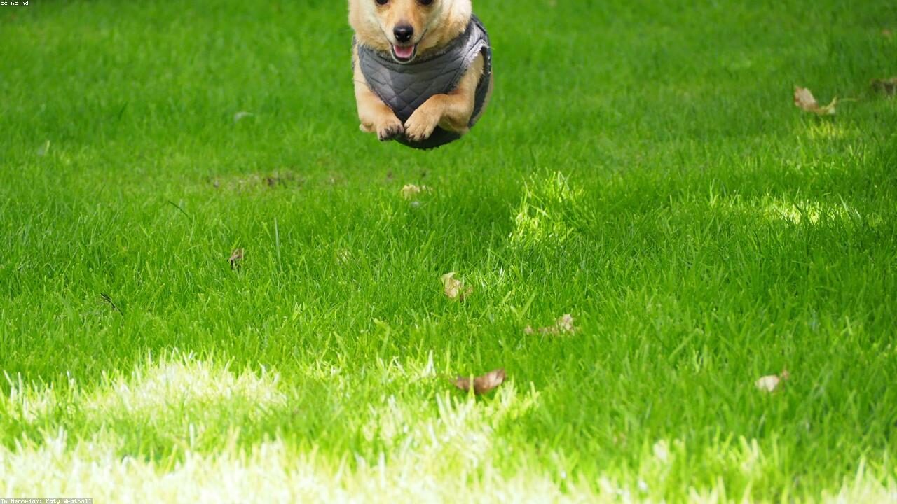 How to Stop Your Chihuahua From Barking inline image 1 with a Chihuahua