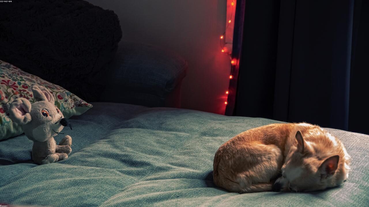 How to Stop Your Chihuahua From Barking inline image 2 with a Chihuahua