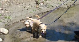 Leash Training a Chihuahua featured image with a Chihuahua