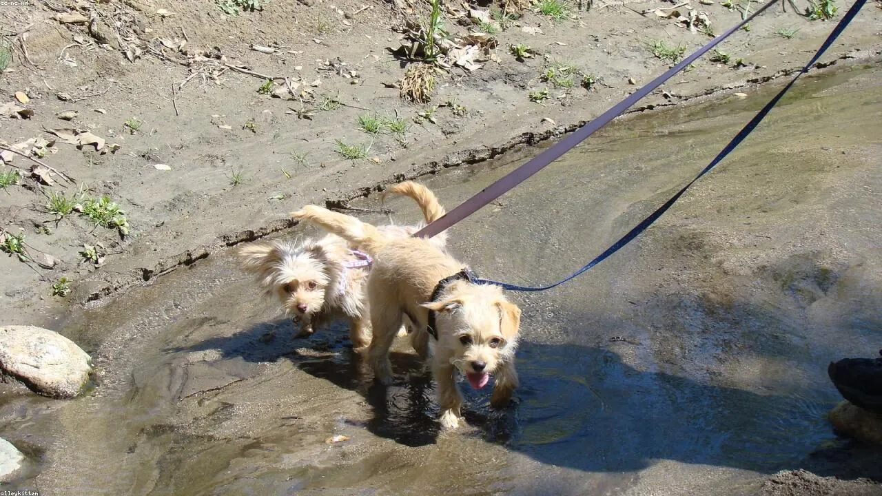 Leash Training a Chihuahua featured image with a Chihuahua