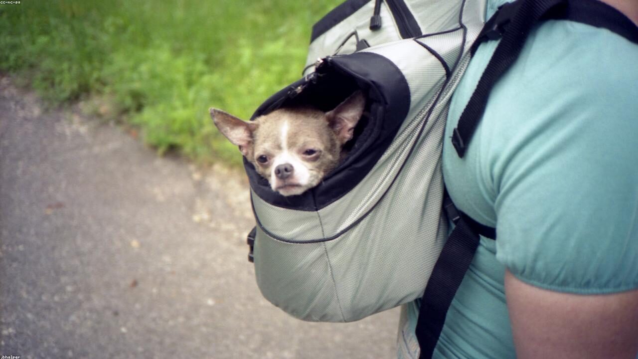 Leash Training a Chihuahua inline image 1 with a Chihuahua