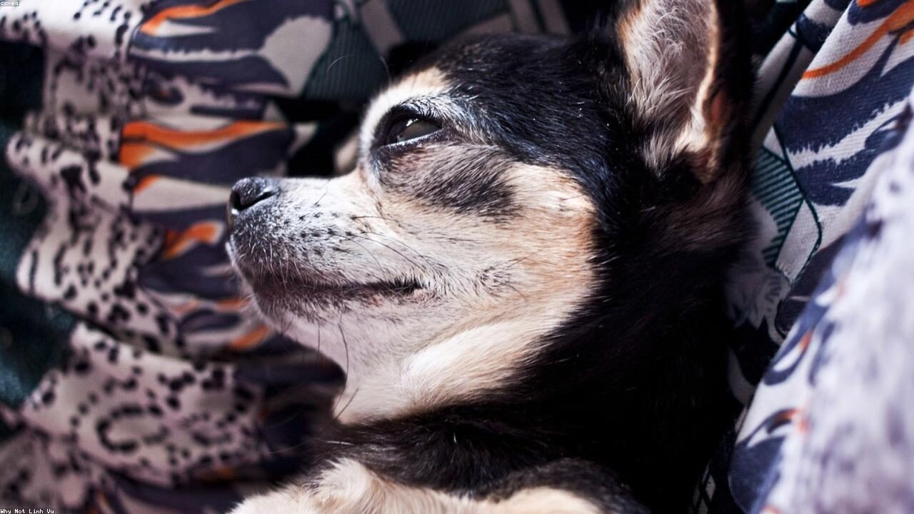 Long Hair vs Short Hair Chihuahua: What to Expect featured image with a Chihuahua