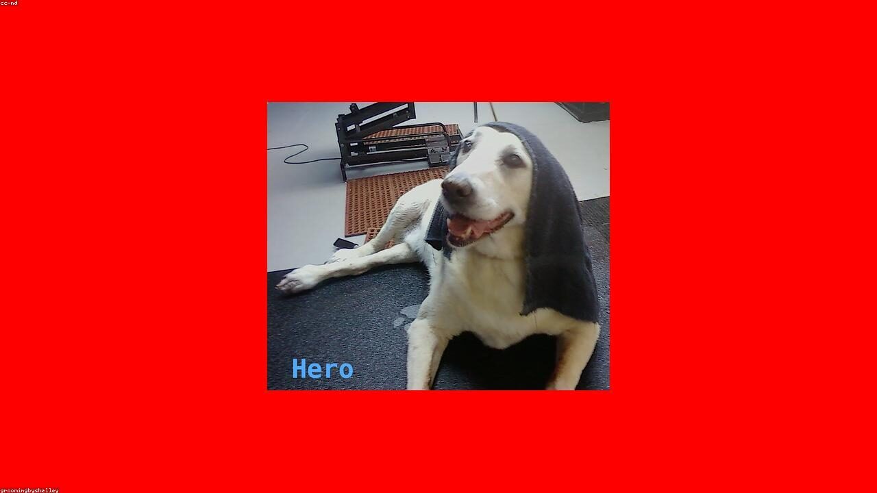 Long Hair vs Short Hair Chihuahua: What to Expect inline image 1 with a Chihuahua