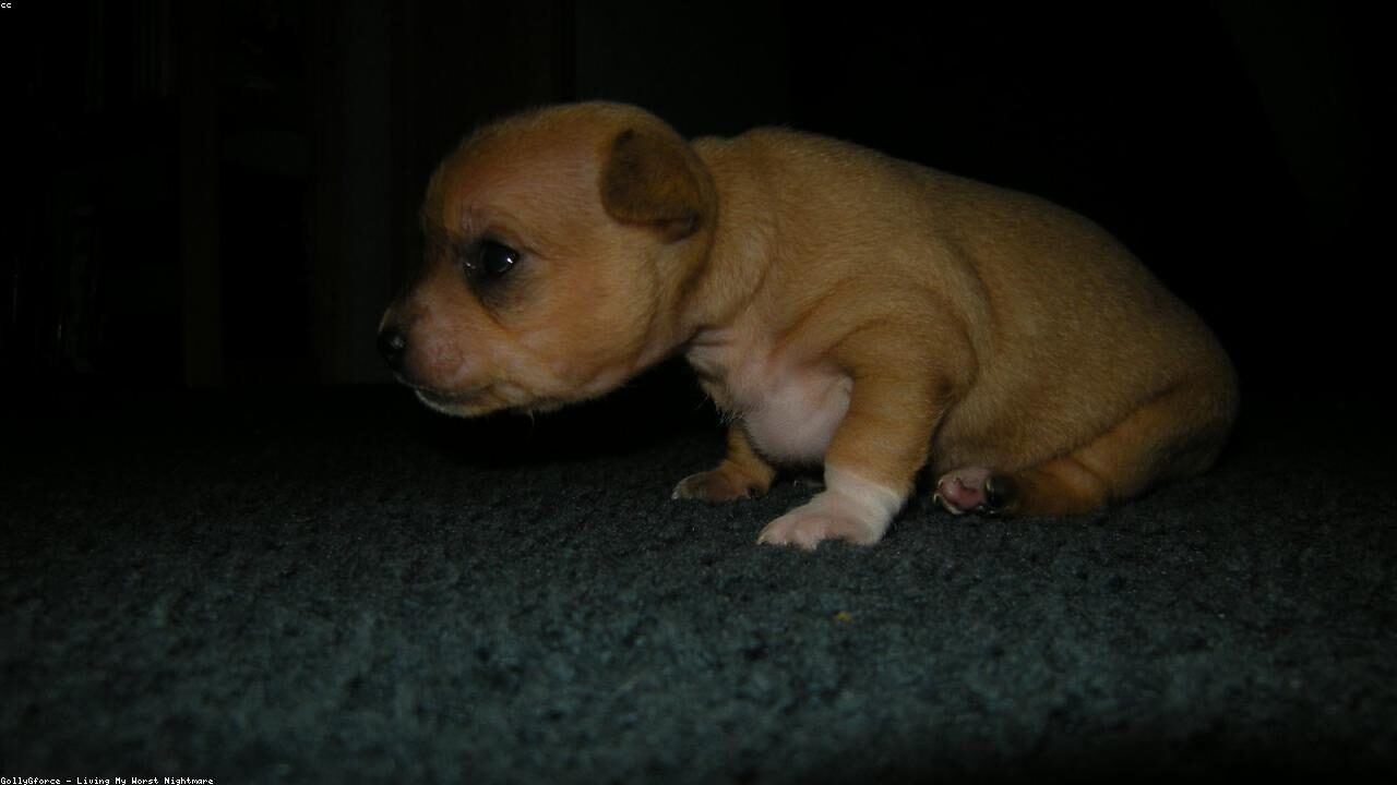 Long Hair vs Short Hair Chihuahua: What to Expect inline image 2 with a Chihuahua