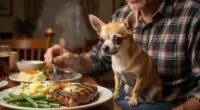 Chihuahua sitting on owner lap at dinner table