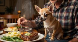Chihuahua sitting on owner lap at dinner table