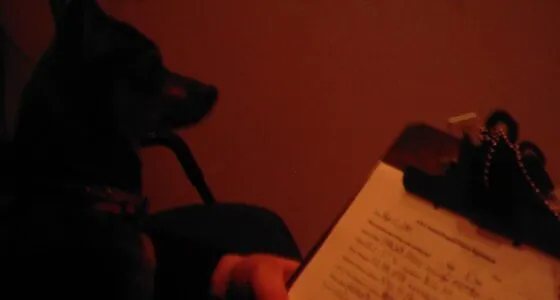 Pet Insurance for Chihuahuas Is Finally Starting to Make Sense featured image with a Chihuahua