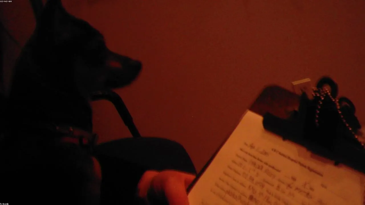 Pet Insurance for Chihuahuas Is Finally Starting to Make Sense featured image with a Chihuahua