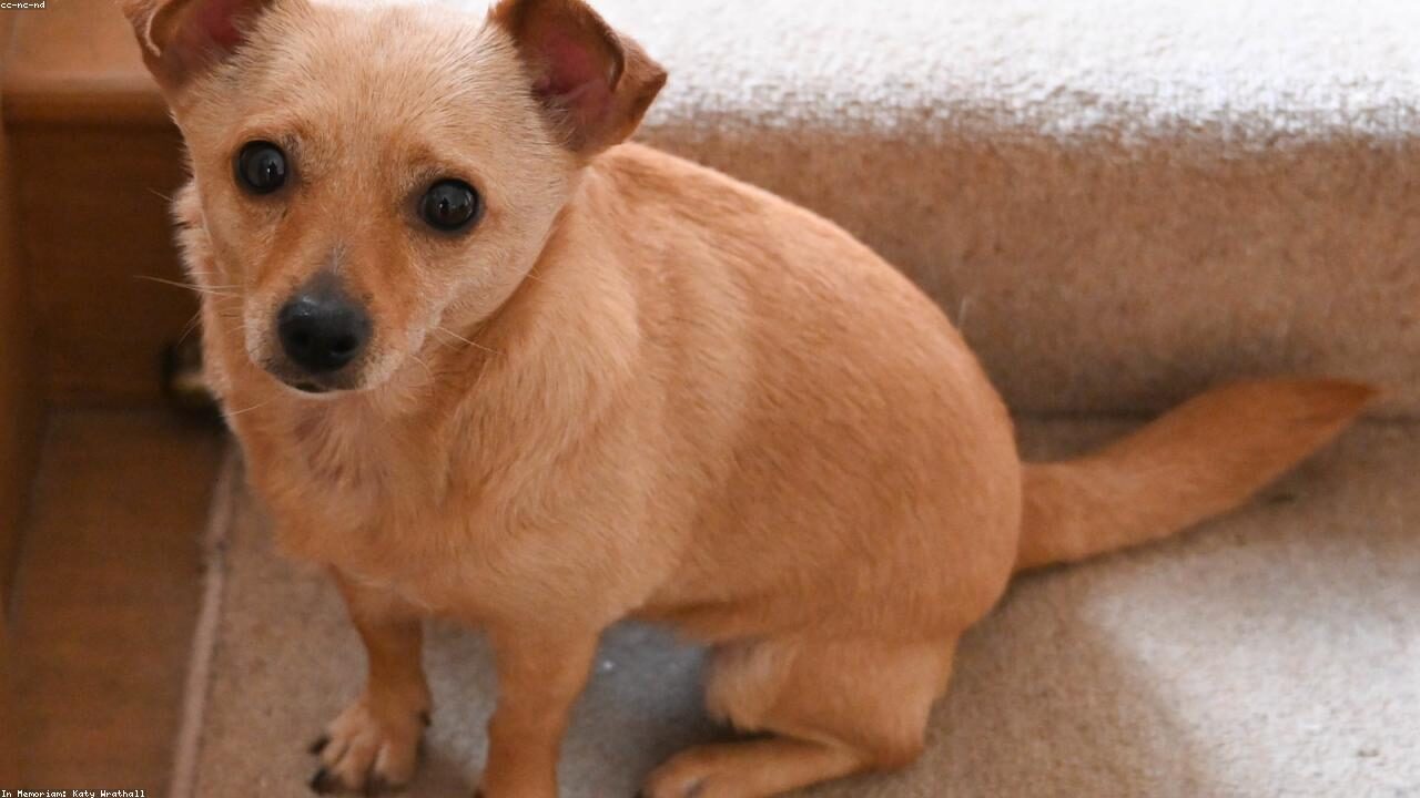 Rescue Chihuahua Adjustment: Helping Your New Dog Feel Safe at Home inline image 1 with a Chihuahua