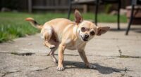 improve-your-chihuahuas-skin