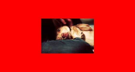 Seven Warning Signs Your Chihuahua Is Hiding an Illness featured image with a Chihuahua