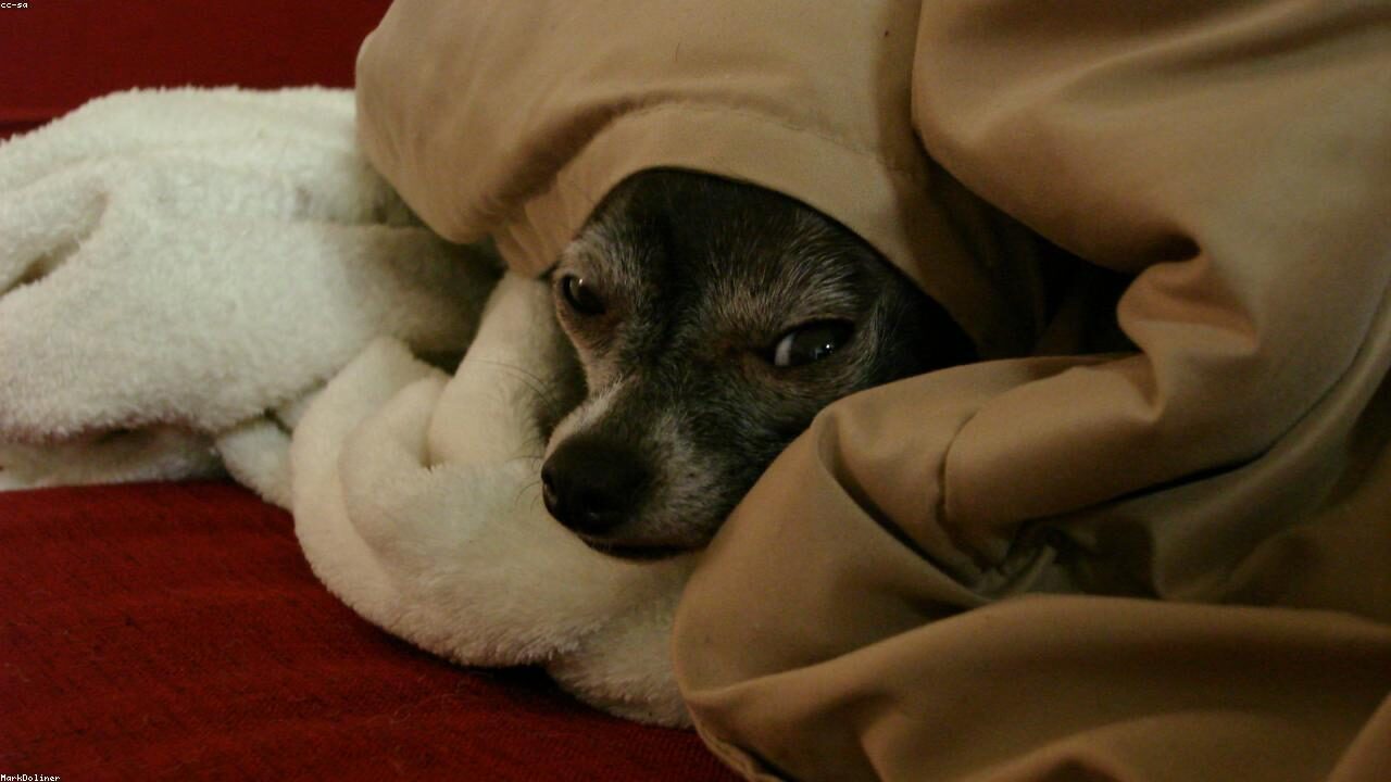 Seven Warning Signs Your Chihuahua Is Hiding an Illness inline image 1 with a Chihuahua