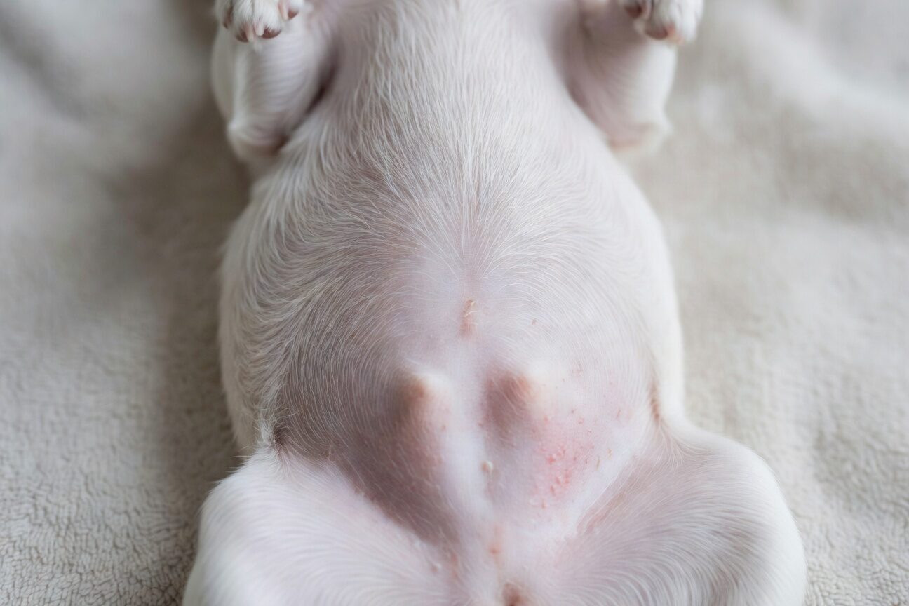 Chihuahua skin showing allergy irritation Chihuahua skin showing allergy irritation