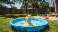 Chihuahua Swimming Tiny Pool