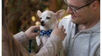 The Chihuahua Survival Story That Changed My Heart Forever featured image with a Chihuahua