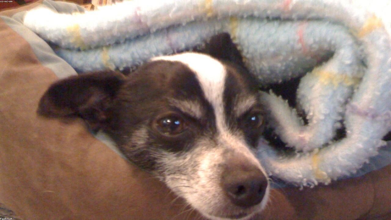 The Chihuahua Survival Story That Changed My Heart Forever inline image 1 with a Chihuahua