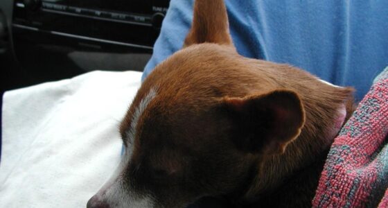 Proof That Every Chihuahua Runs the House featured image with a Chihuahua