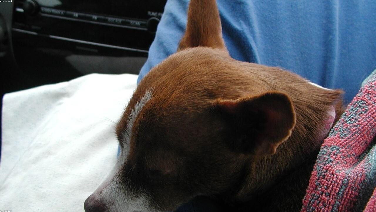 Proof That Every Chihuahua Runs the House featured image with a Chihuahua