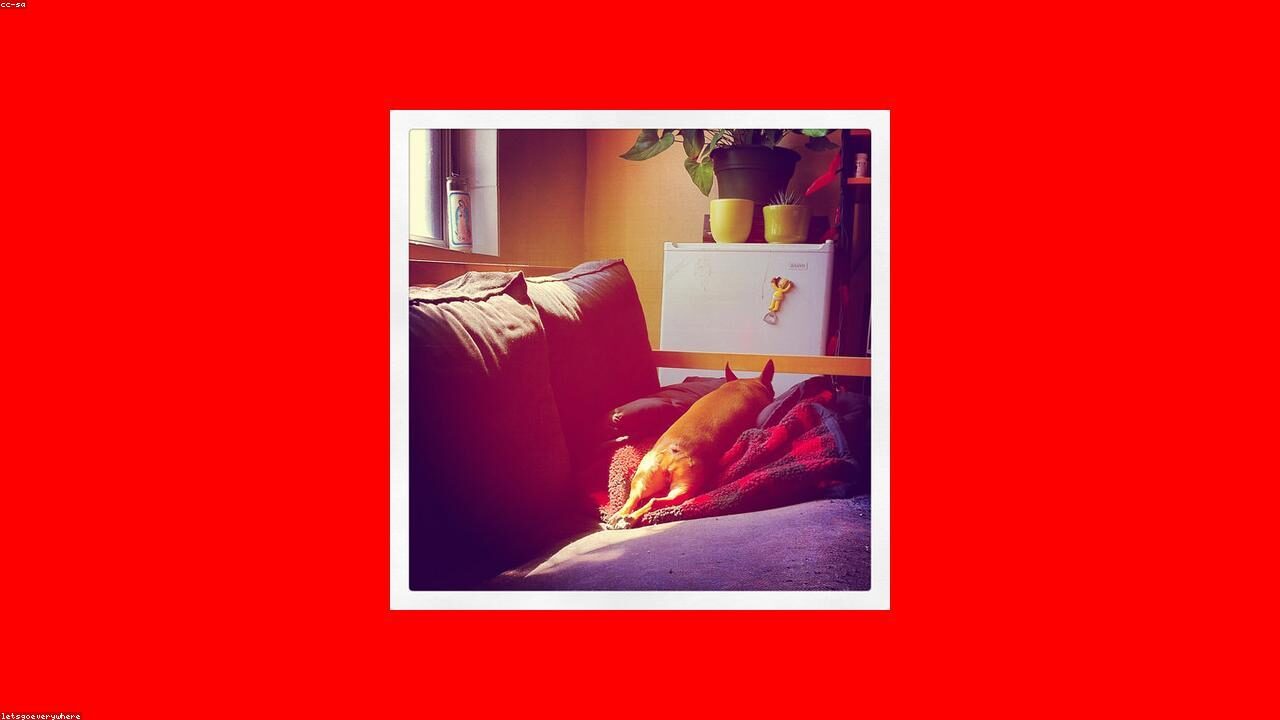 Proof That Every Chihuahua Runs the House inline image 1 with a Chihuahua