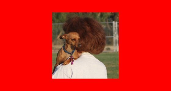 Things Only a Chihuahua Owner Would Understand featured image with a Chihuahua