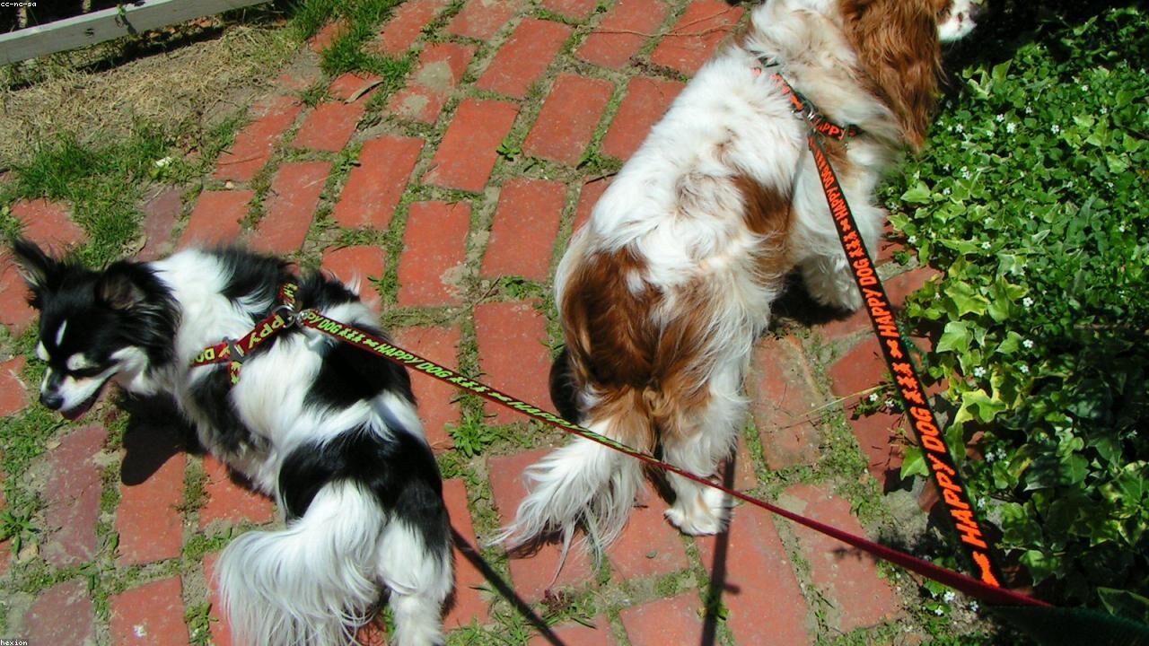 Things Only a Chihuahua Owner Would Understand inline image 1 with a Chihuahua