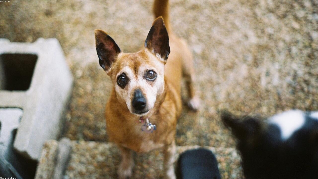 Things Only a Chihuahua Owner Would Understand inline image 2 with a Chihuahua