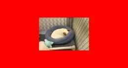 Adopting a Chihuahua: What You Need to Know First featured image with a Chihuahua