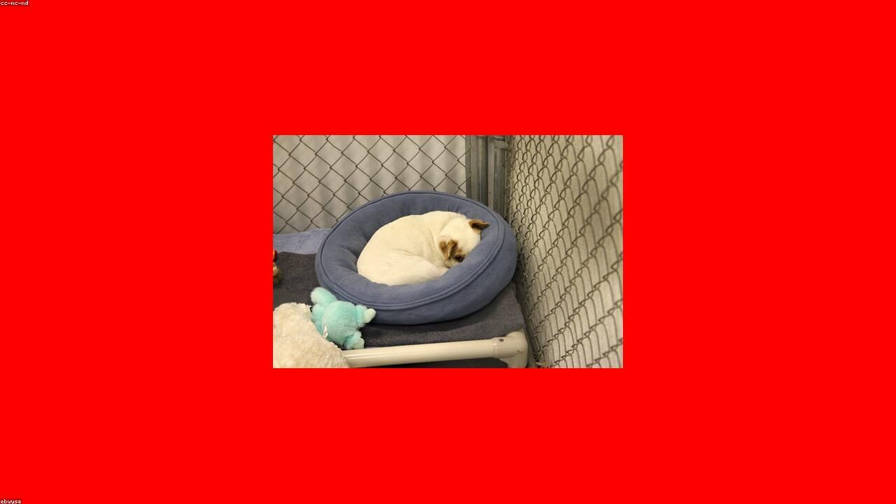 Adopting a Chihuahua: What You Need to Know First featured image with a Chihuahua