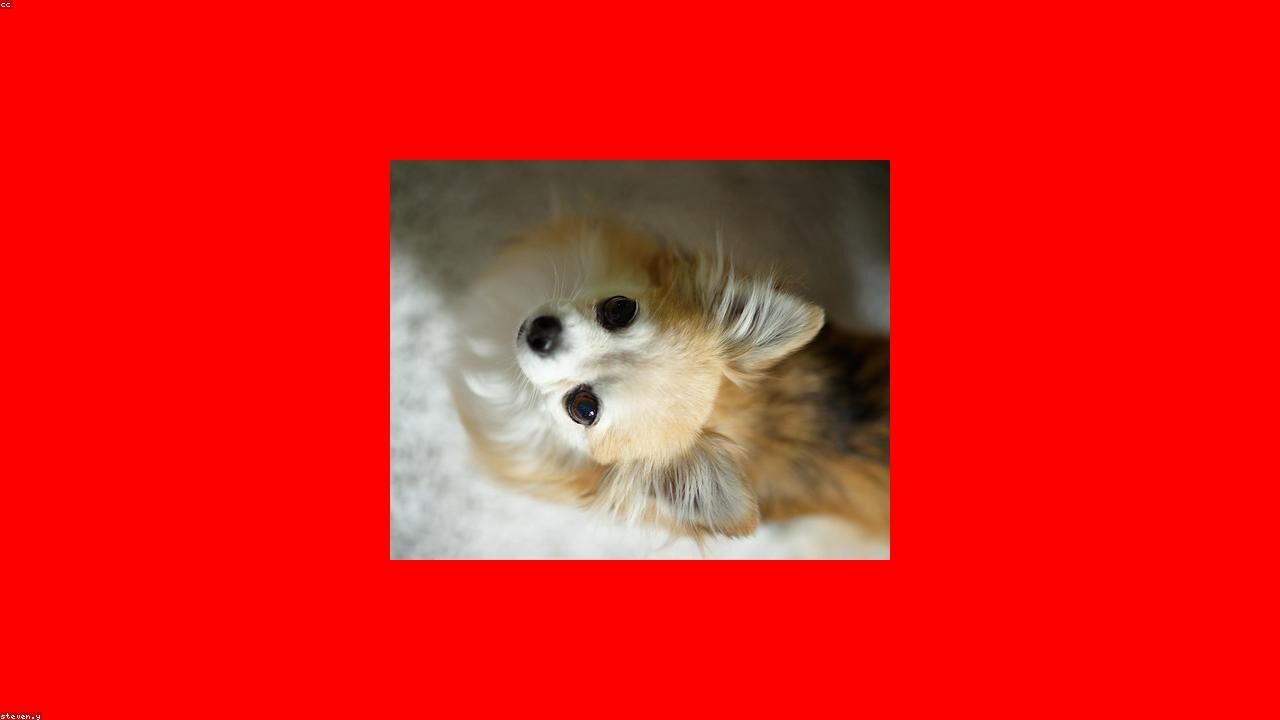 Adopting a Chihuahua: What You Need to Know First inline image 1 with a Chihuahua