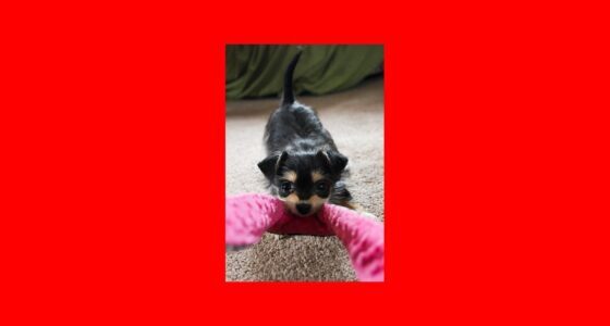 Why So Many Chihuahuas End Up in Shelters featured image with a Chihuahua