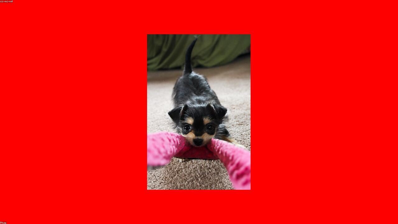 Why So Many Chihuahuas End Up in Shelters featured image with a Chihuahua