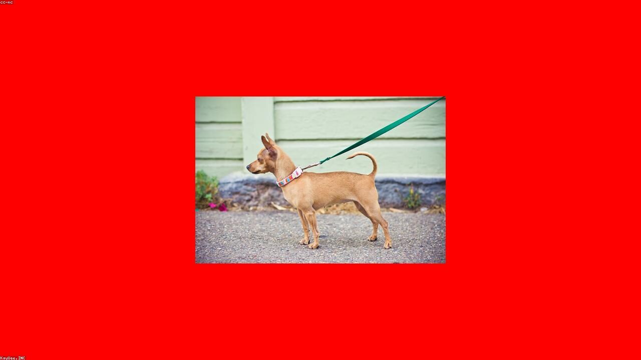 Why So Many Chihuahuas End Up in Shelters inline image 2 with a Chihuahua