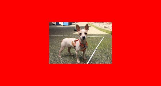 Chihuahuas in Shelters: Why So Many End Up There Every Year featured image with a Chihuahua