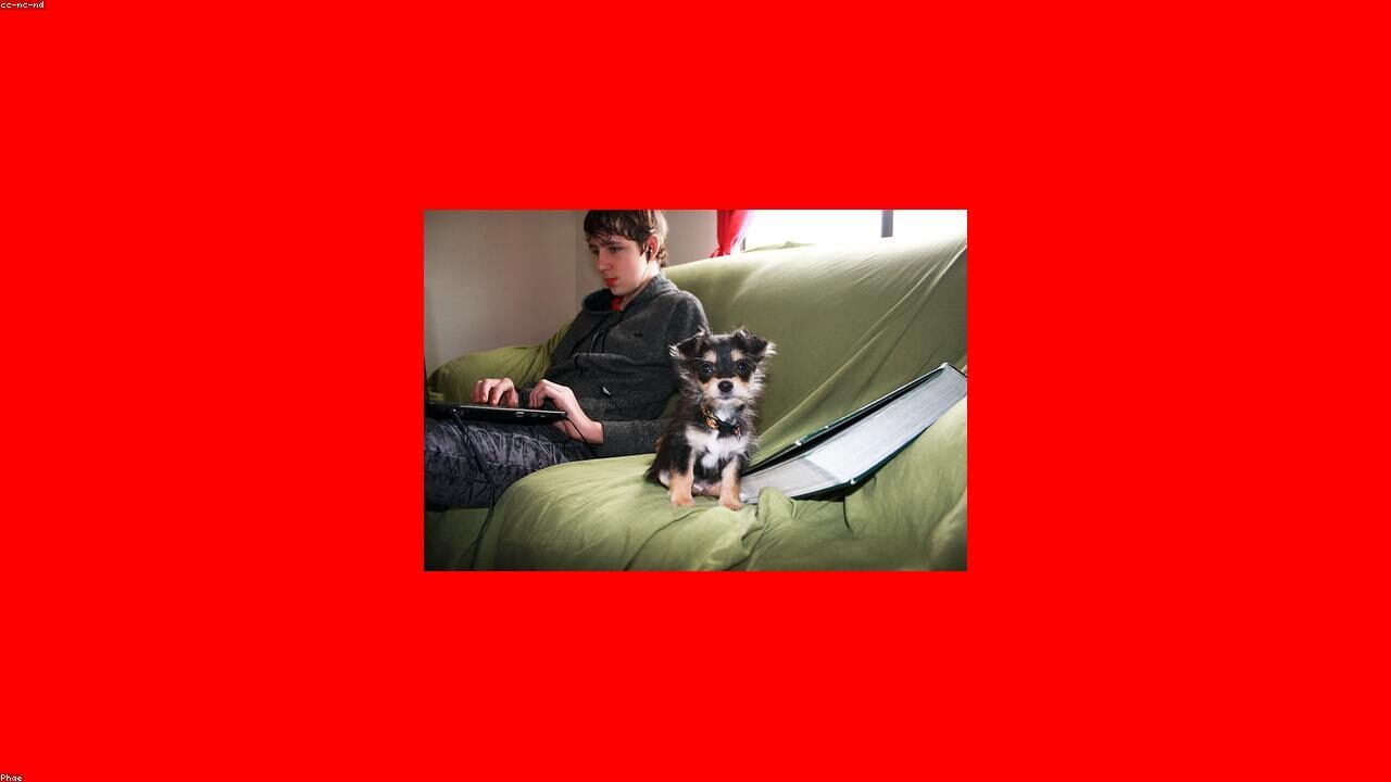 Chihuahuas in Shelters: Why So Many End Up There Every Year inline image 1 with a Chihuahua