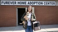 pepito-the-chihuahua-and-his-journey-to-adoption