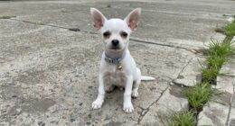 White chihuahua puppy with blue collar sold as teacup on Craigslist