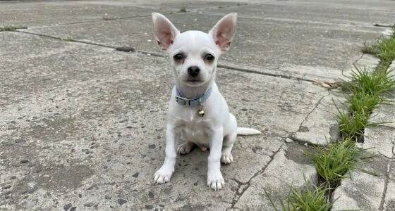 White chihuahua puppy with blue collar sold as teacup on Craigslist