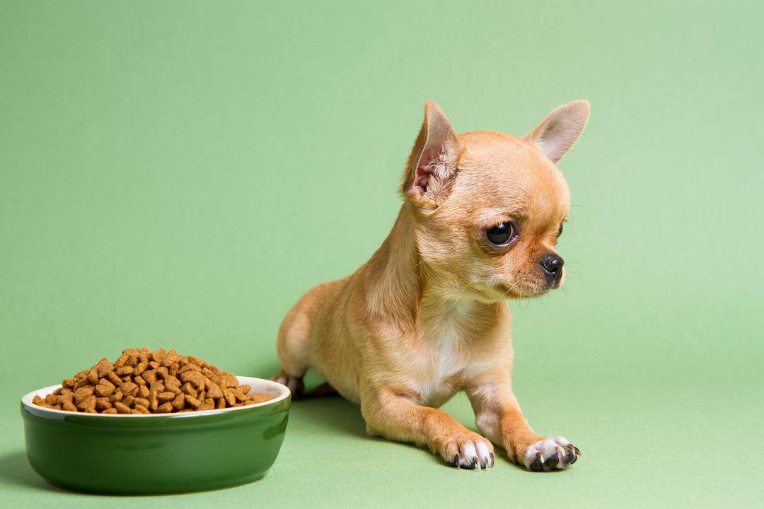 A small chihuahua resting calmly on a soft blanket after eating a small meal.