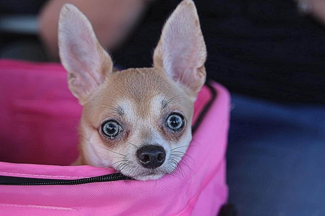 A chihuahua resting on a soft surface with relaxed body language, the target state of a trained settle cue.